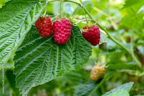Ripe, juicy, tasty, red raspberries hanging on a bush in the garden