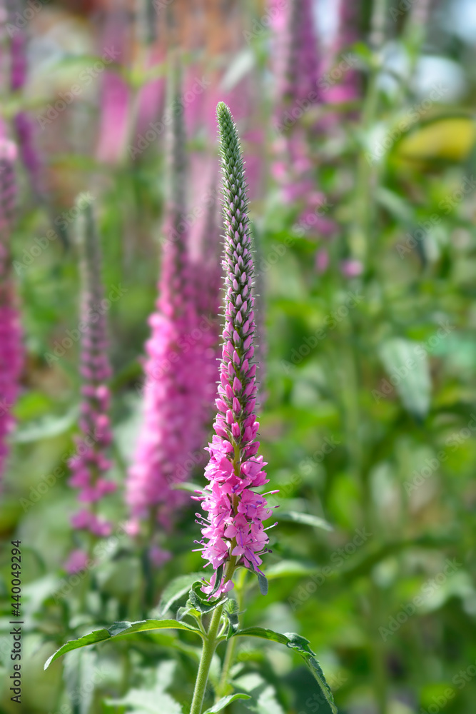Fototapeta premium Spiked speedwell Rosa Zwerg