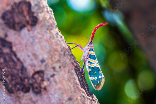 Lantern bug. Pyrops candelaria. Cicadidae Pyrops ducalis. Insect pests of longan photo