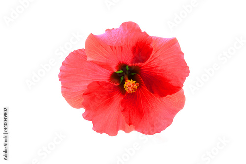Hibiscus flower on a white background