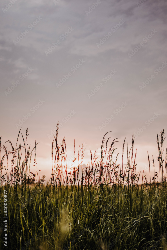 Fototapeta premium Getreidefeld