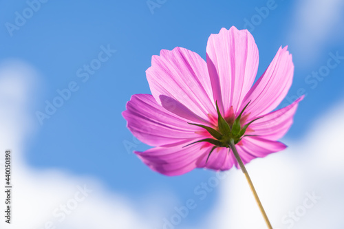 Beautiful pink garden cosmos with blue sky background, copy space
