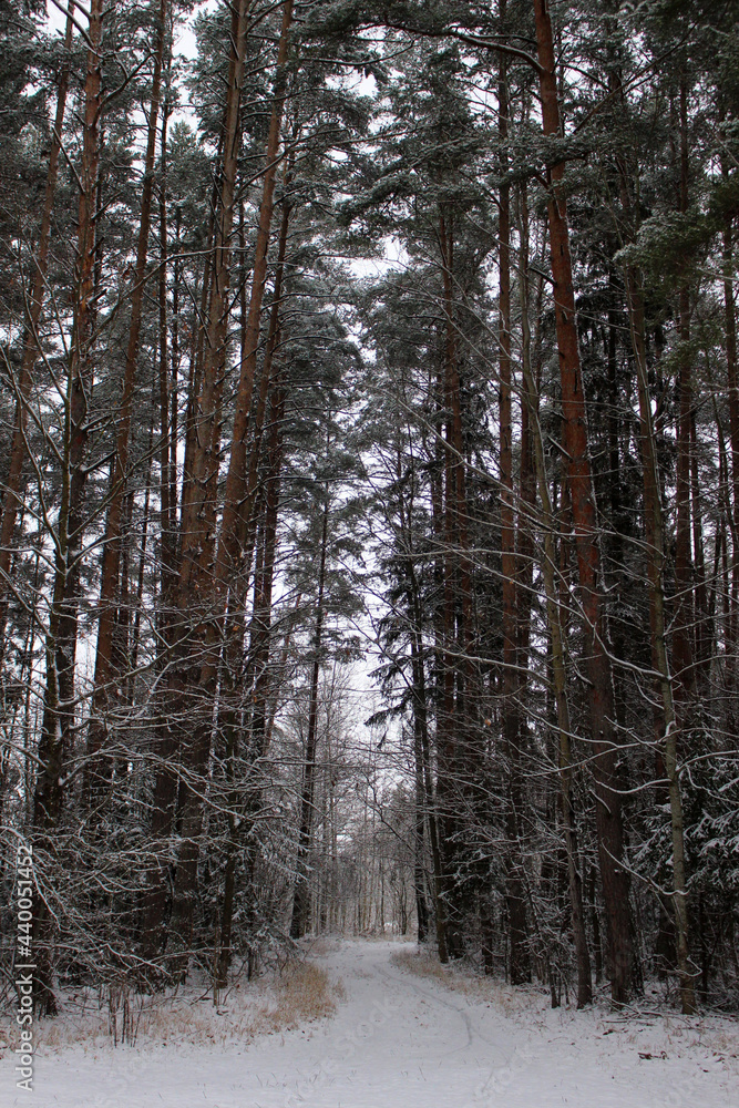 Fototapeta premium winter forest with snow