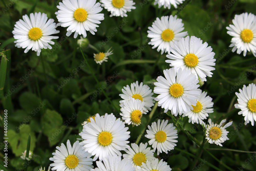 daisies in a field daisies in a field