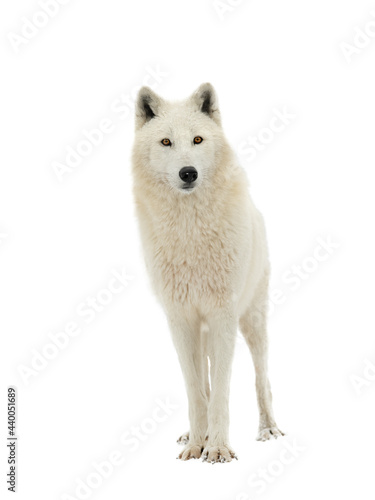 Arctic wolf isolated on white background
