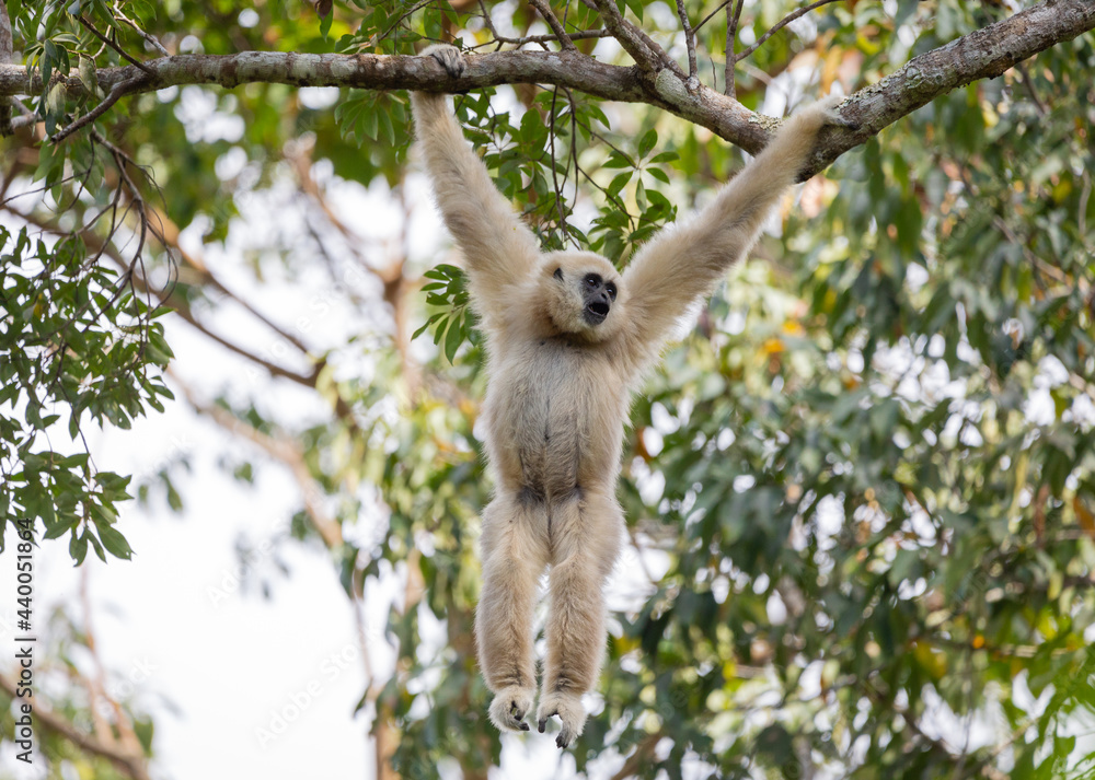 Obraz premium White Gibbon hang on tree branch.