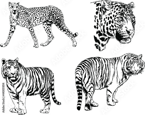 vector drawings sketches different predator , tigers lions cheetahs and leopards are drawn in ink by hand , objects with no background 
