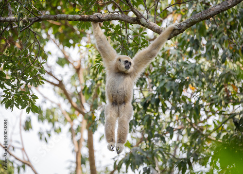 Vászonkép White Gibbon hang on tree branch.