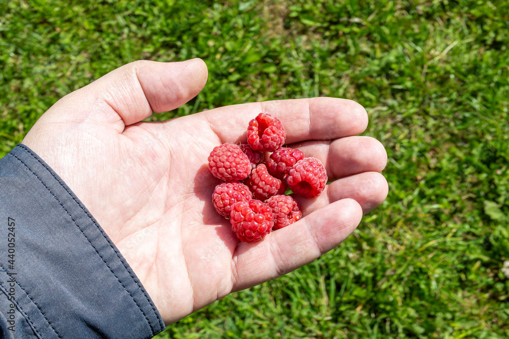 A handful of raspberries in the palm of your hand A handful of raspberries in the palm of your hand