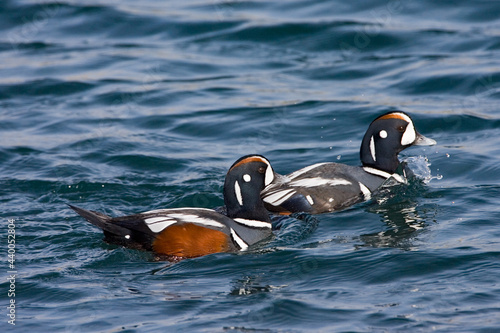 Harlequin Duck, Harlekijneend, Histrionicus histrionicus photo