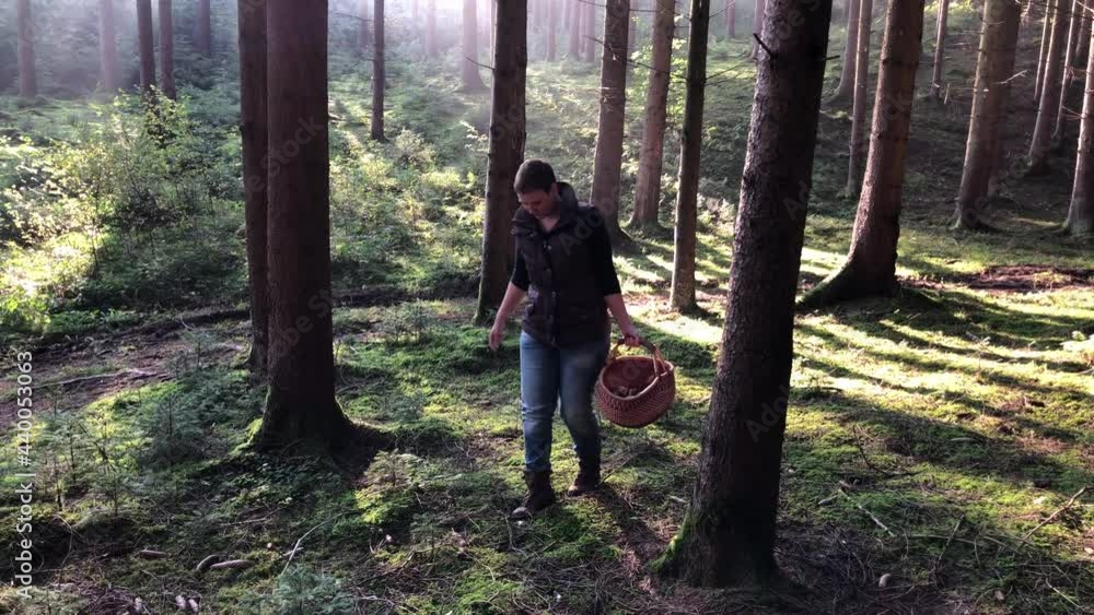 Woman in Forest searching for mushrooms Woman in Forest searching for mushrooms