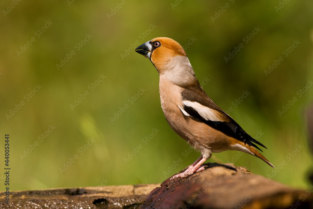 Appelvink, Hawfinch, Coccothraustes Coccothraustes Appelvink, Hawfinch, Coccothraustes Coccothraustes