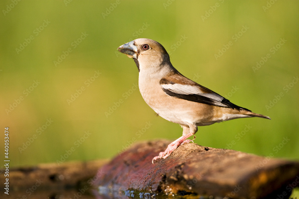 Fototapeta premium Appelvink, Hawfinch, Coccothraustes Coccothraustes