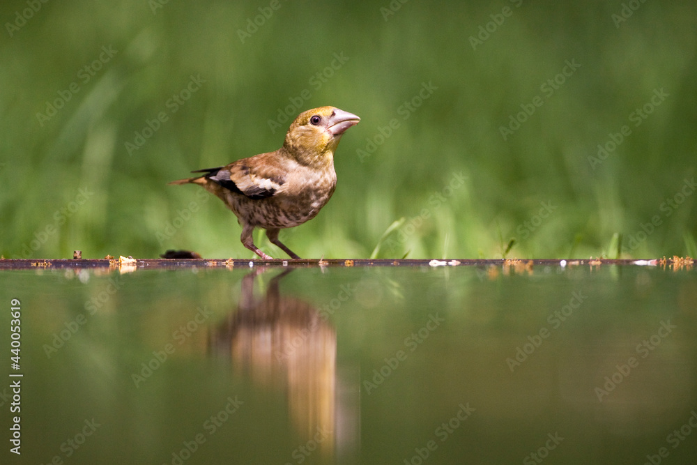Fototapeta premium Appelvink, Hawfinch, Coccothraustes coccothraustes