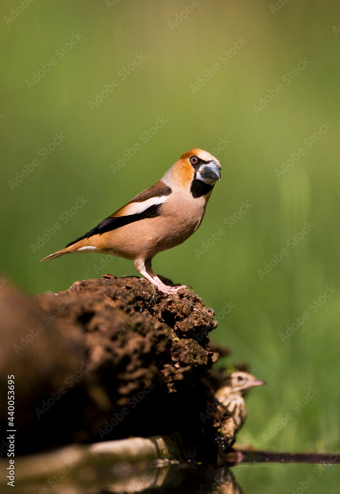 Fototapeta premium Appelvink, Hawfinch, Coccothraustes coccothraustes