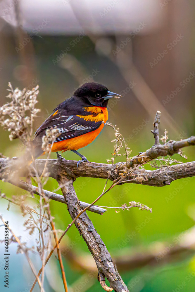 Fototapeta premium Pretty Male Oriole
