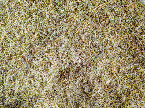 Dry sphagnum, peat moss, perennial marsh white moss of light brown beige yellow color, texture close-up, macro, top view photo