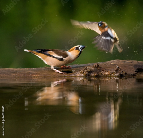 Appelvink, Hawfinch, Coccothraustes coccothraustes photo