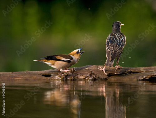 Appelvink, Hawfinch, Coccothraustes coccothraustes photo