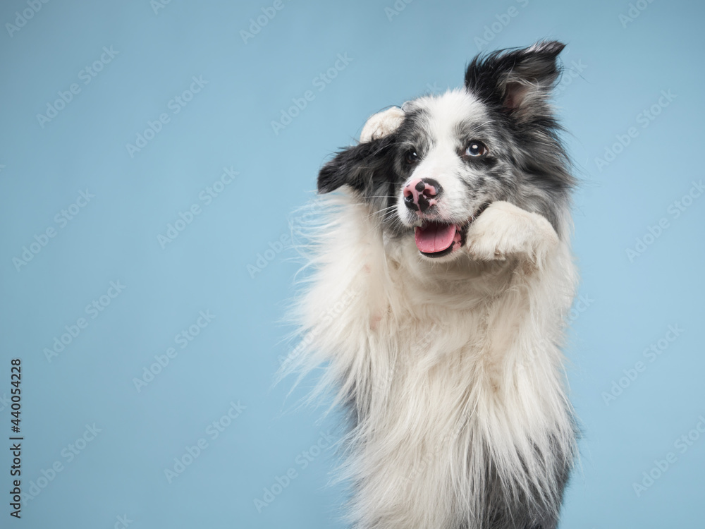 Fototapeta premium funny emotional dog, border collie waving paws, cute pose. pet on a blue background. 