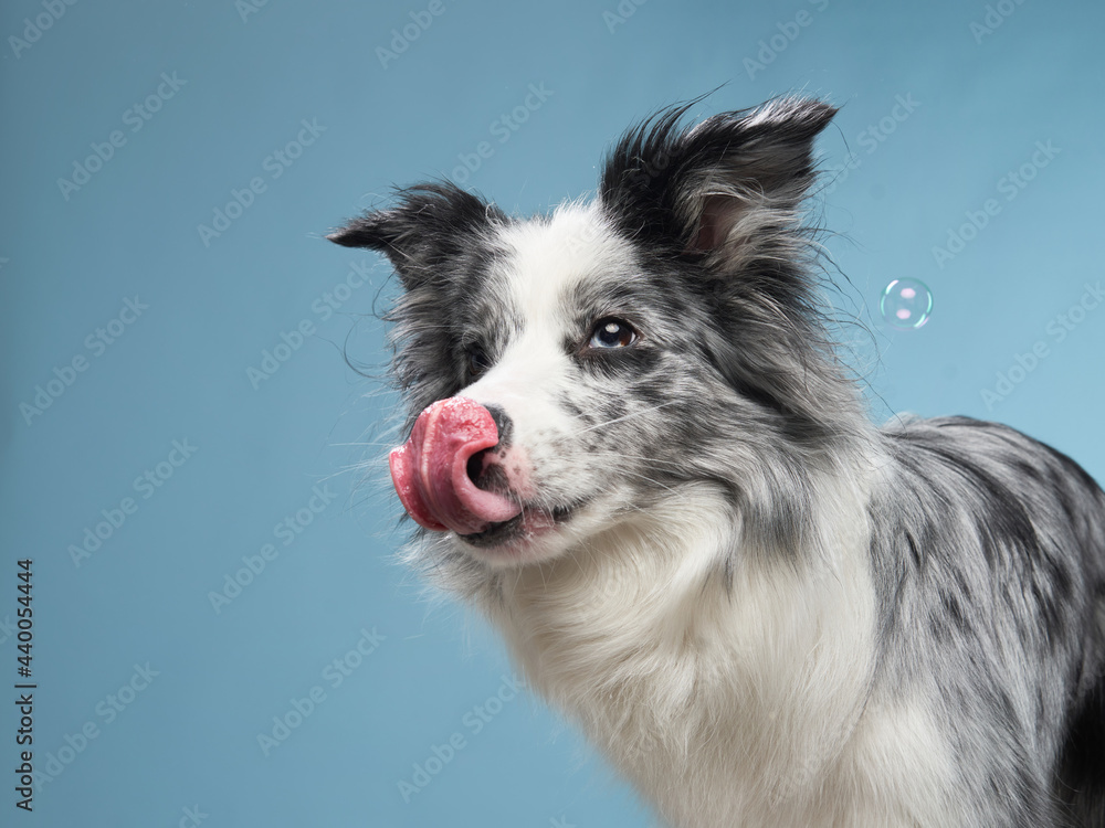 Fototapeta premium dog licks its lips. funny emotional border collie on a blue background. 