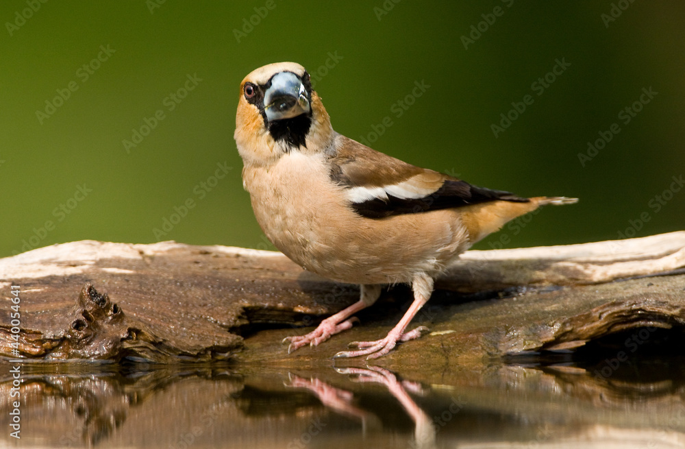 Fototapeta premium Appelvink, Hawfinch, Coccothraustes coccothraustes
