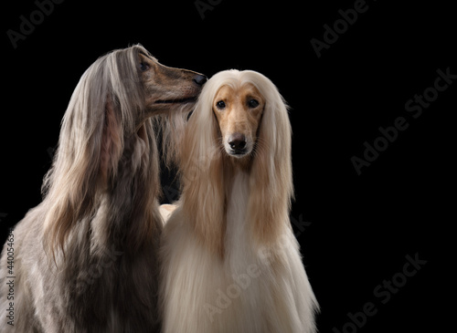 two dogs. Love, relationships. Afghan hound on a black background. long-haired dog for excellent grooming