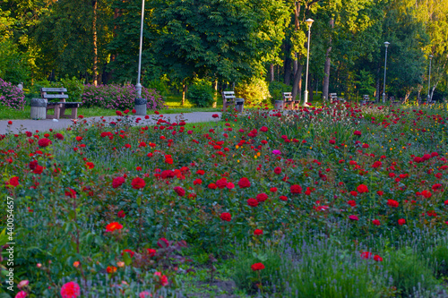 park alley with benches, surrounded with beautiful roses flower beds, Peremogy Park , Kyiv, Ukraine photo