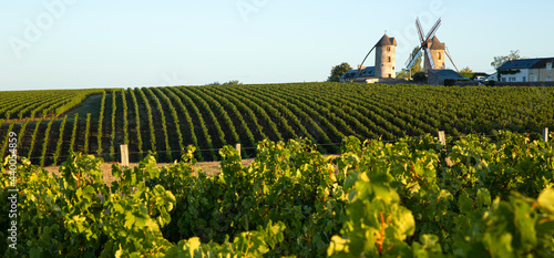 Schilderij op canvas Moulins à Ardenay dans un vignoble en Anjou.