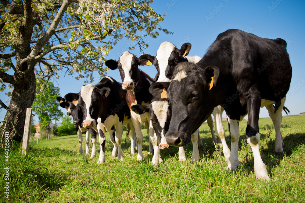 Troupeau de vaches laitière dans les champs au printemps.