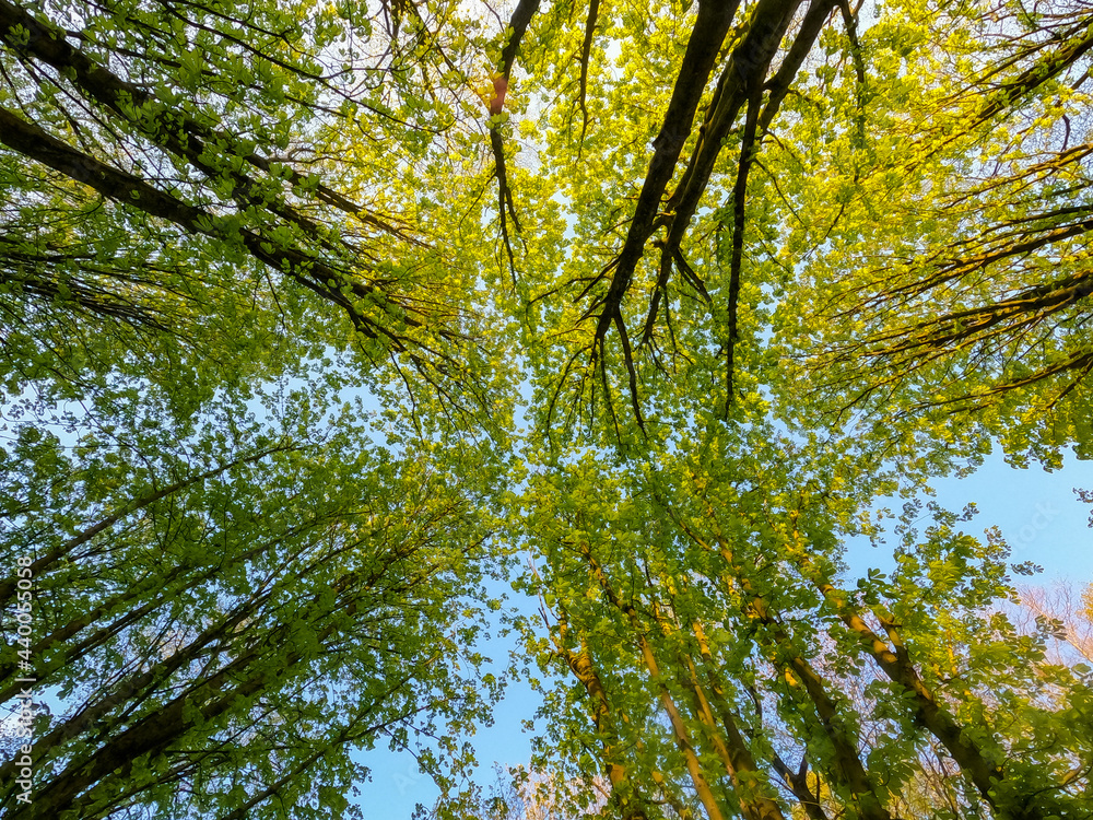 Looking up at tree crowns with spring green foliage. against a clear blue sky. High quality photo Looking up at tree crowns with spring green foliage. against a clear blue sky. High quality photo