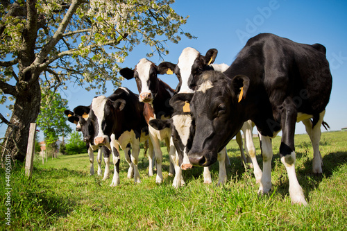 Troupeau de vaches laitière dans les champs au printemps.