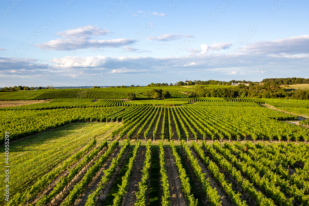 Vignoble en Anjou, culture du raisin en France pour l'élaboration du vin.
