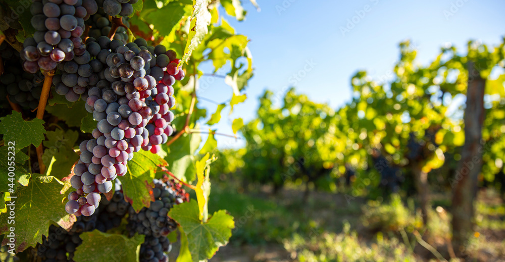 Grappe de raisin dans les vignes au soleil avant les vendanges.