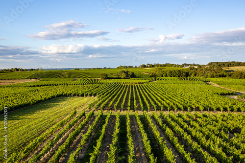 Vignoble en Anjou  culture du raisin en France pour l   laboration du vin.