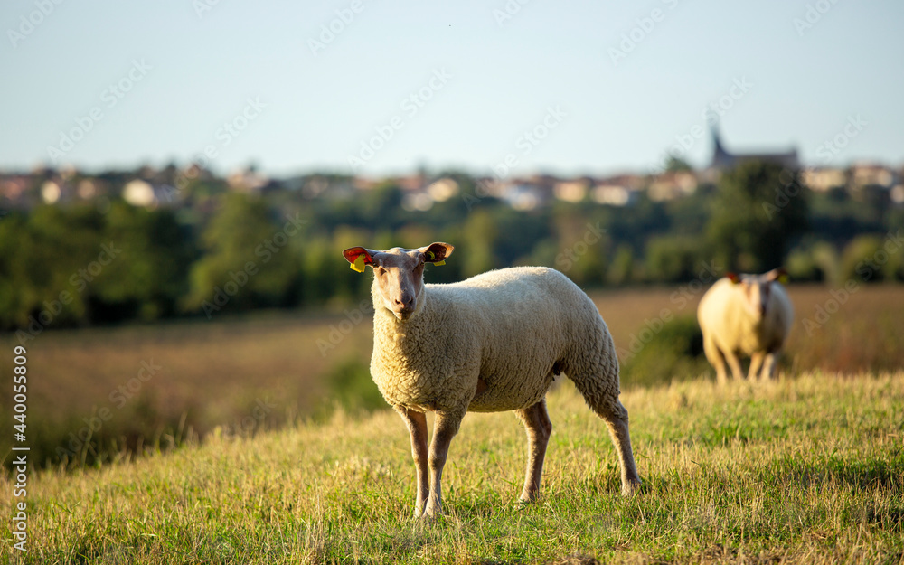 Fototapeta premium Troupeau de moutons dans les champs, paysage de campagne en France.