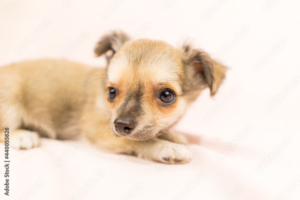 チワワ 子犬 可愛い チワワ 子犬 可愛い