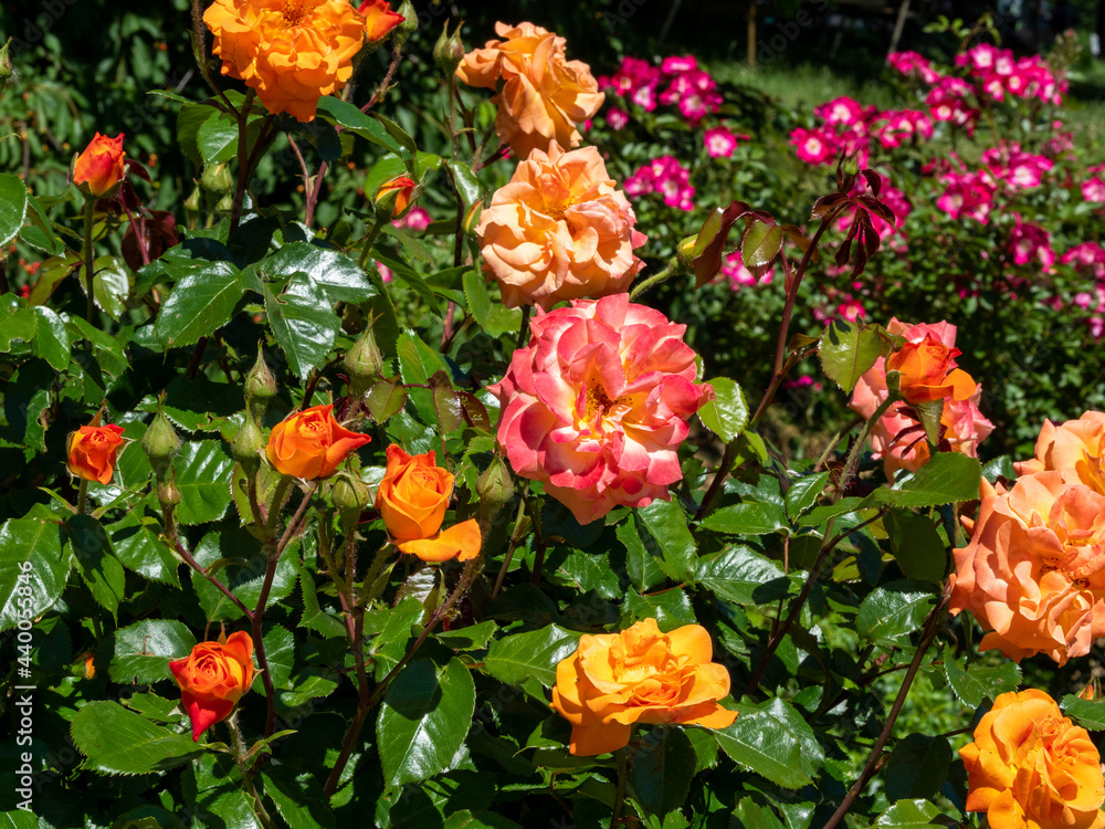 Beautiful orange rose in the park.