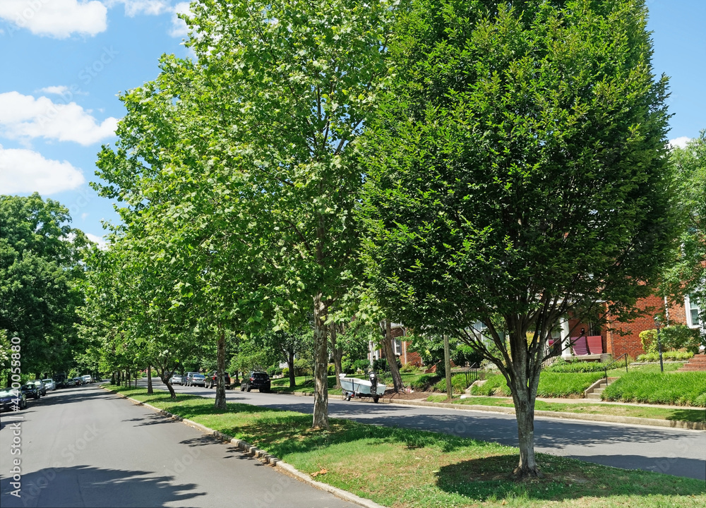 Tree lined divided residential neighborhood  street with blue sky.