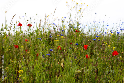łąka, kwiaty polne, mak, maki, rzepak, krajobraz łąki, lato , wiosna, przyroda, zieleń, 