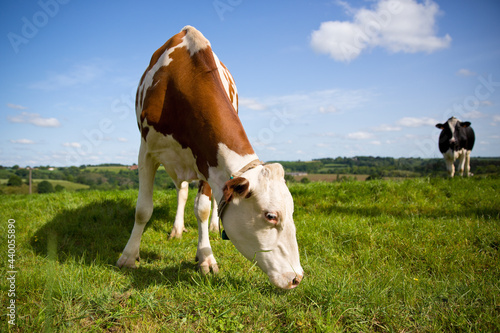 Troupeau de vache laitière en campagne broutant l'herbe verte.