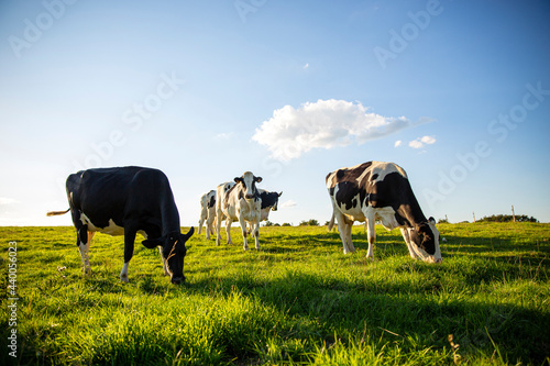 Troupeau de vaches laitière en campagne, au printemps. photo