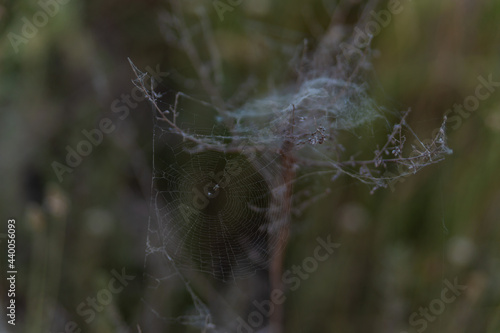 spider web on dried grass