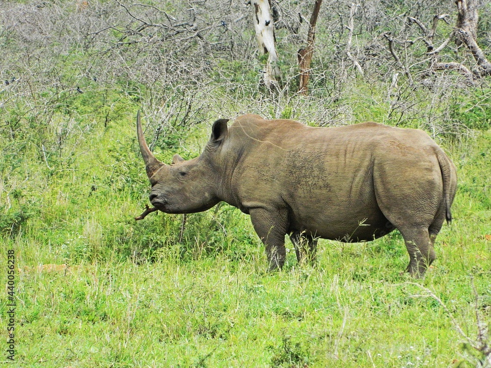 Rhinos Rhinos