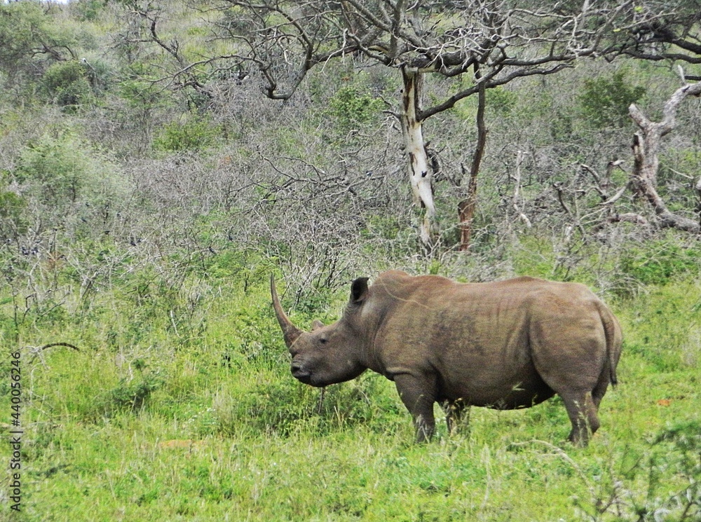 Naklejka premium Rhinos