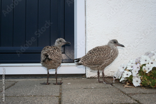 Herring Gull, Zilvermeeuw, Larus argentatus photo