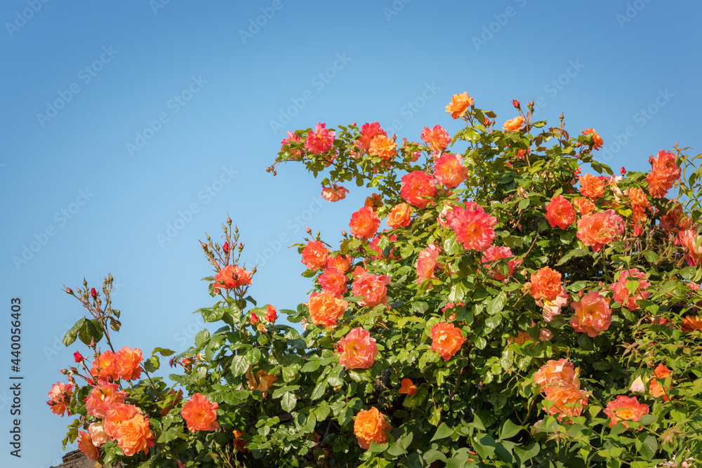 Orange rose bush with blue sky