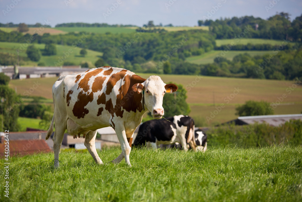 Vache laitière en troupeau dans une prairie herbeuse au printemps.