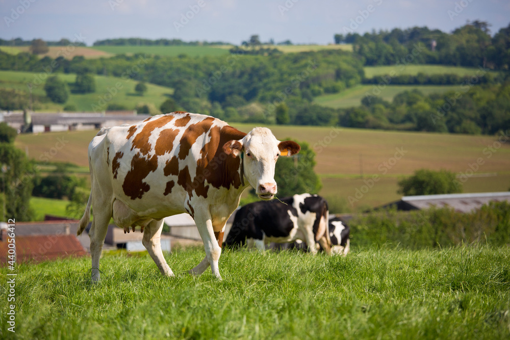 Vache laitière en troupeau dans une prairie herbeuse au printemps. Vache laitière en troupeau dans une prairie herbeuse au printemps.