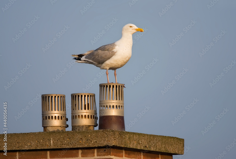 Zilvermeeuw, Herring Gull, Larus argentatus Zilvermeeuw, Herring Gull, Larus argentatus